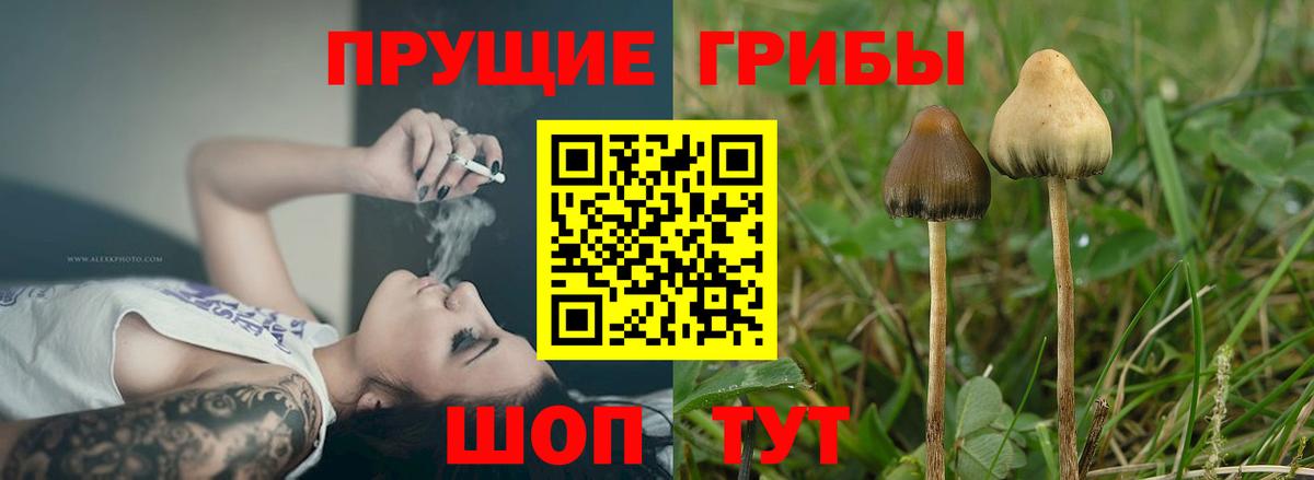 Курган  Псилоцибиновые грибы Cubensis  Псилоцибиновые грибы Magic Shrooms  Вход с VPN 